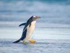 Gentoo Penguin during early morning at the coastline. Falkland Islands, Saunders Island. Art Print